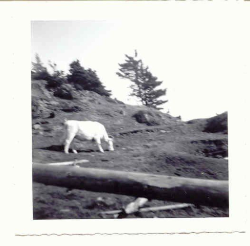14 Cow Grazing in a Pasture c. 1966. Credit: Bridget Whiffen 